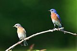 Eastern Bluebirdborder=